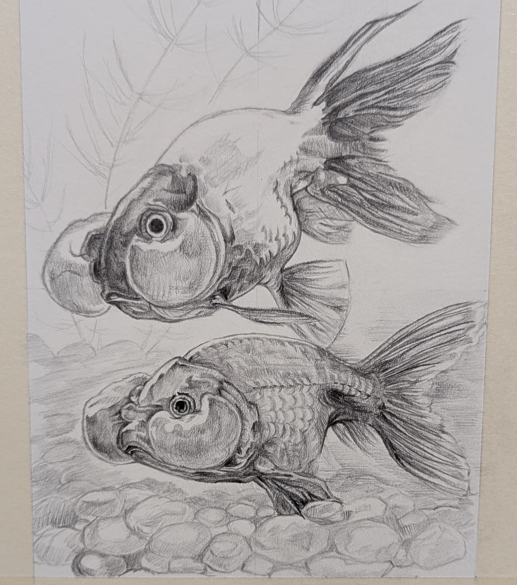 Pencil goldfish drawing